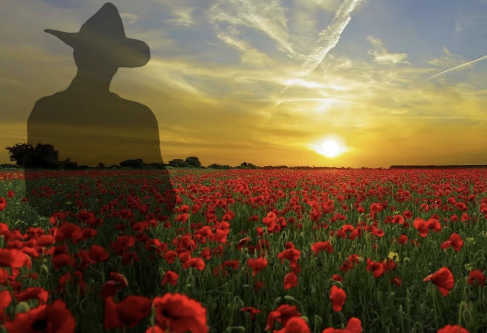 Poppy field at sunset, Gallipoli remembrance
